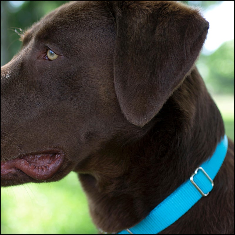 Country Brook Design Country Brook Petz - Premium Nylon Dog Collar with Metal Buckle for Small Medium Large Breeds - 10+ Cool Colors (Medium, 3/4 Inch, Ice Blue) - Image 3